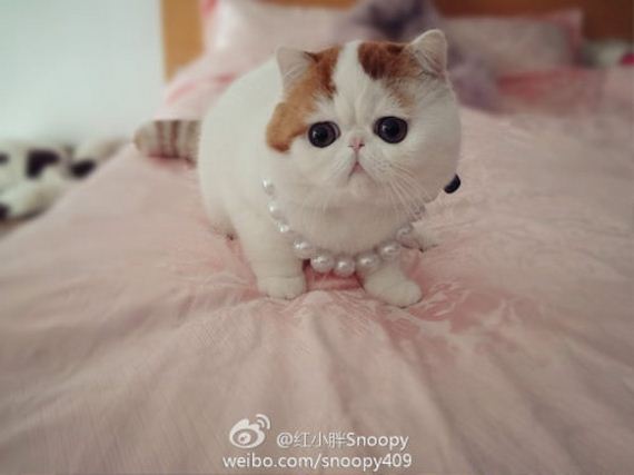 Fashionable Looks Worn By Snoopy The Cat